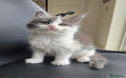 Maine Coon cats for sale: GCCF Registered female  - Image 5
