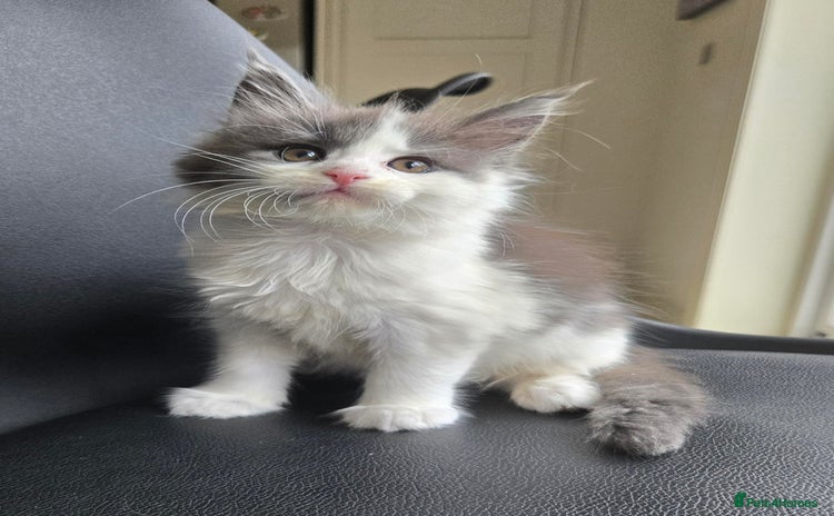 Maine Coon cats - Advert 10
