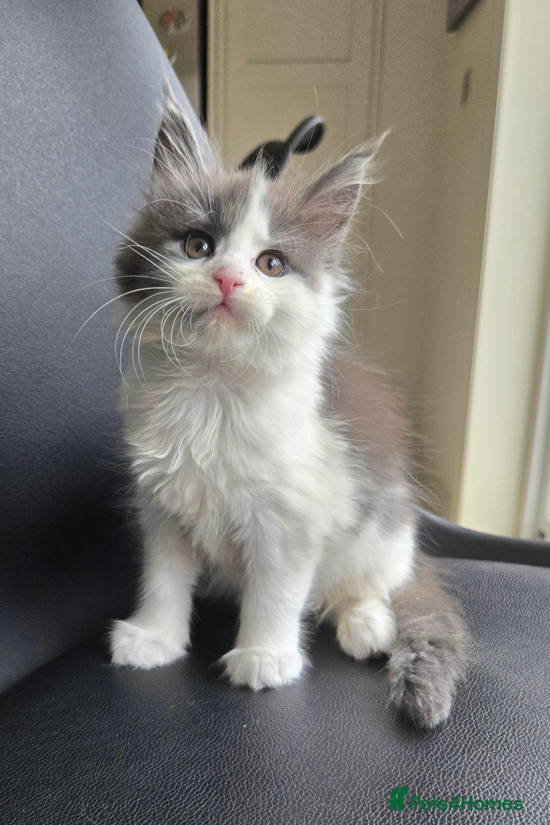 Maine Coon cats for sale: GCCF Registered female  - Image 5