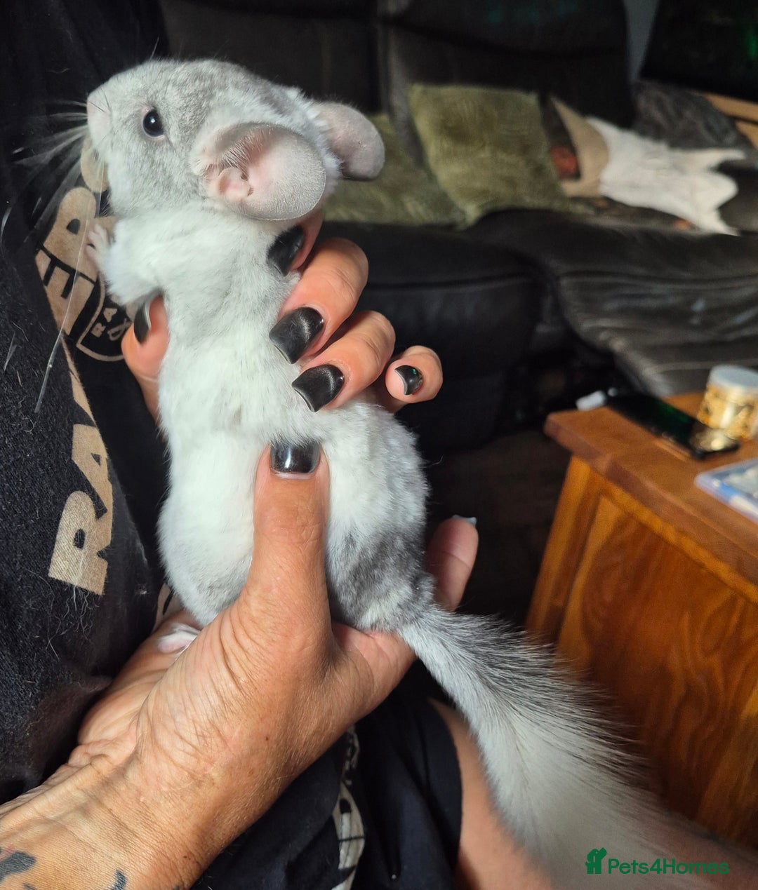 Chinchilla rodents for sale: White mosaic chinchilla  - Image 3