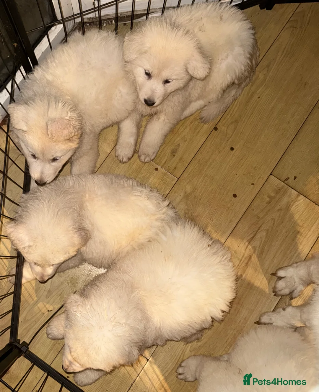 White Swiss Shepherd dogs for sale: Chunky White Swiss Shepherd Puppies in London. - Advert 4