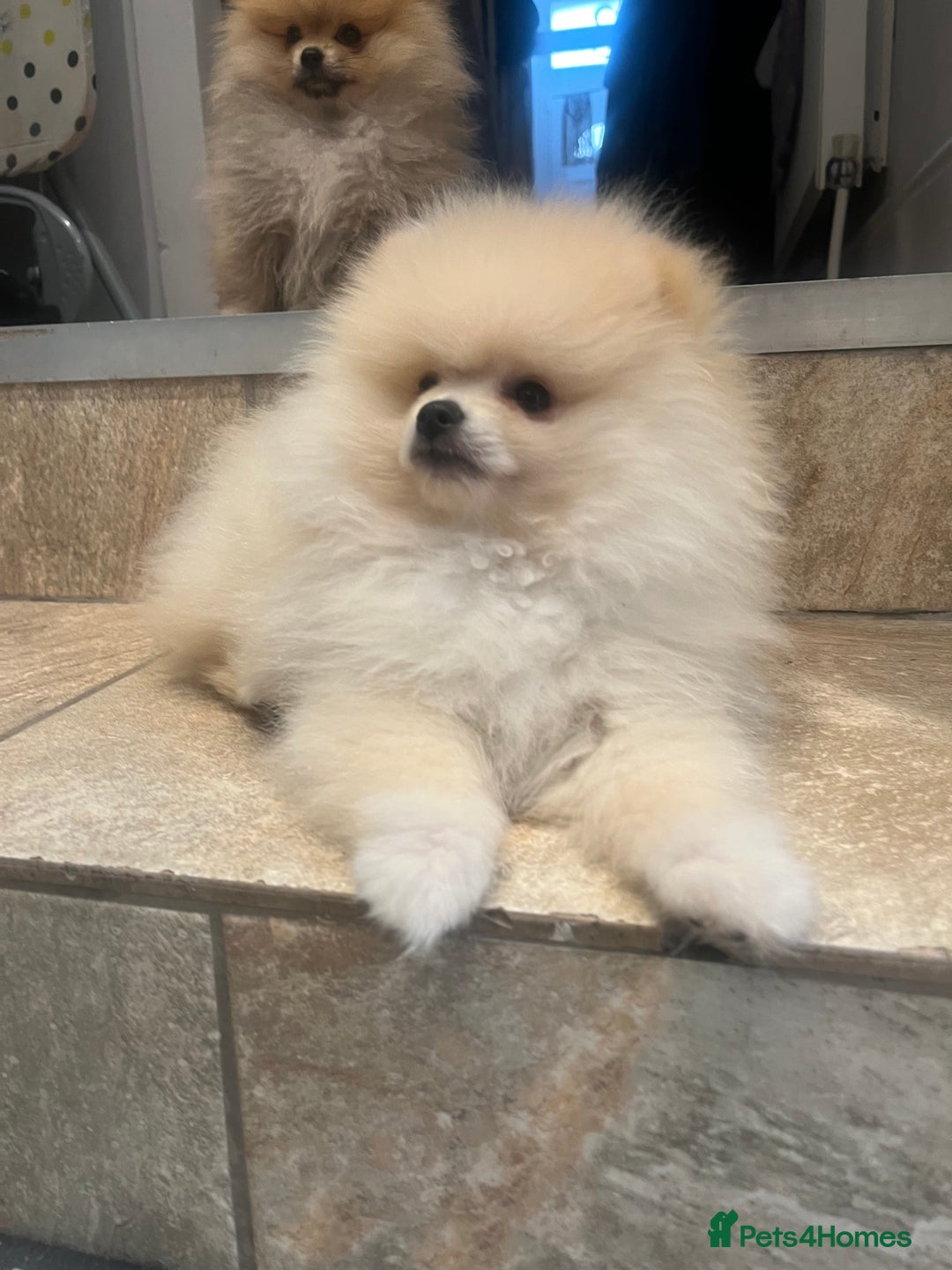 Pomeranian dogs for sale: 2 male Pomeranian puppies. 1 orange sable, 1 cream - Image 13