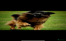 German Shepherd dogs for sale: KC reg health tested German shepherd puppies  - Image 11