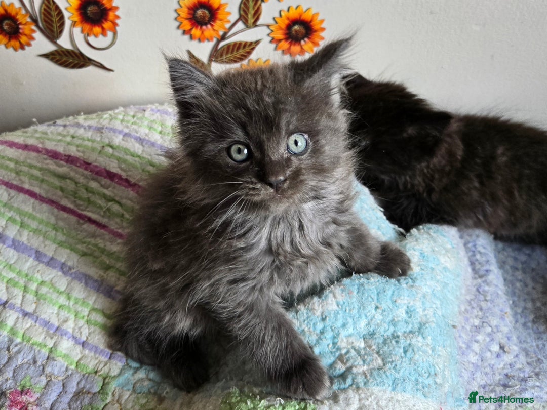 Maine Coon cats for sale: Stunning GCCF Maine Coon kittens  - Image 10