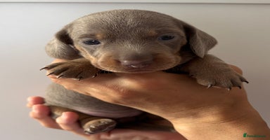 Miniature Dachshund dogs - Advert 13
