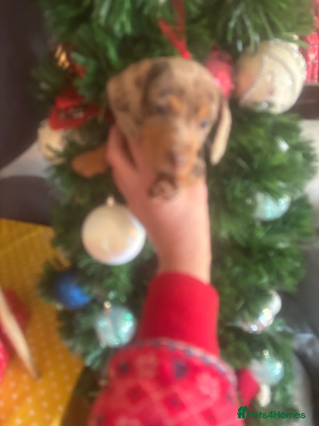 Miniature Dachshund dogs for sale: Miniature daushand  - Advert 4