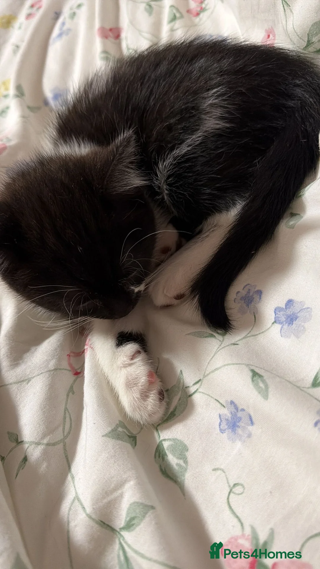 British Shorthair cats for sale: British short hair kitten  - Advert 5