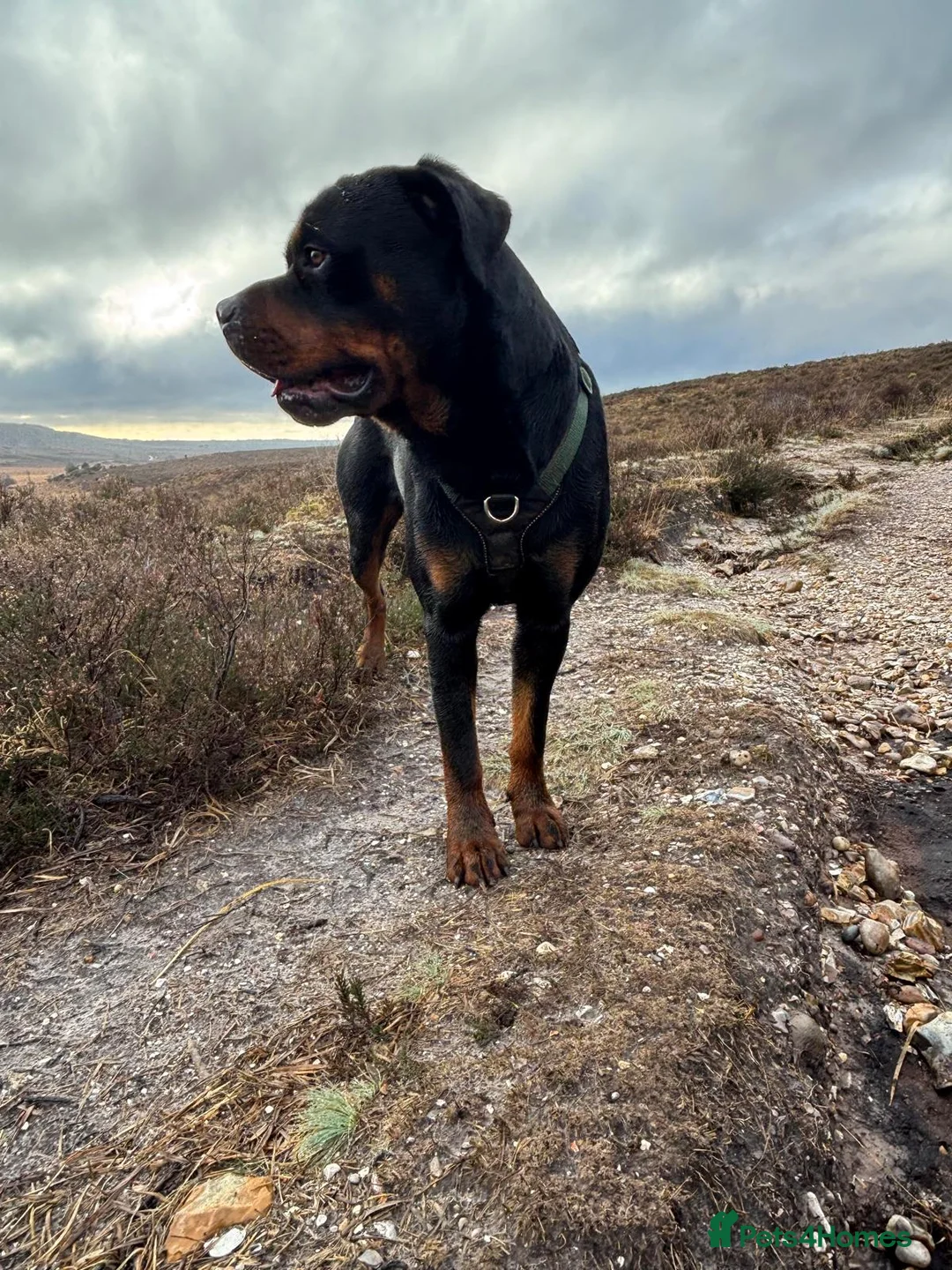Rottweiler dogs for stud: 🐾 Rottweiler Stud Available 🐾 - Advert 1