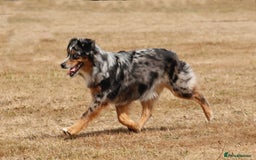 Miniature American Shepherd dogs for sale: Miniature American Shepherds  - Image 2