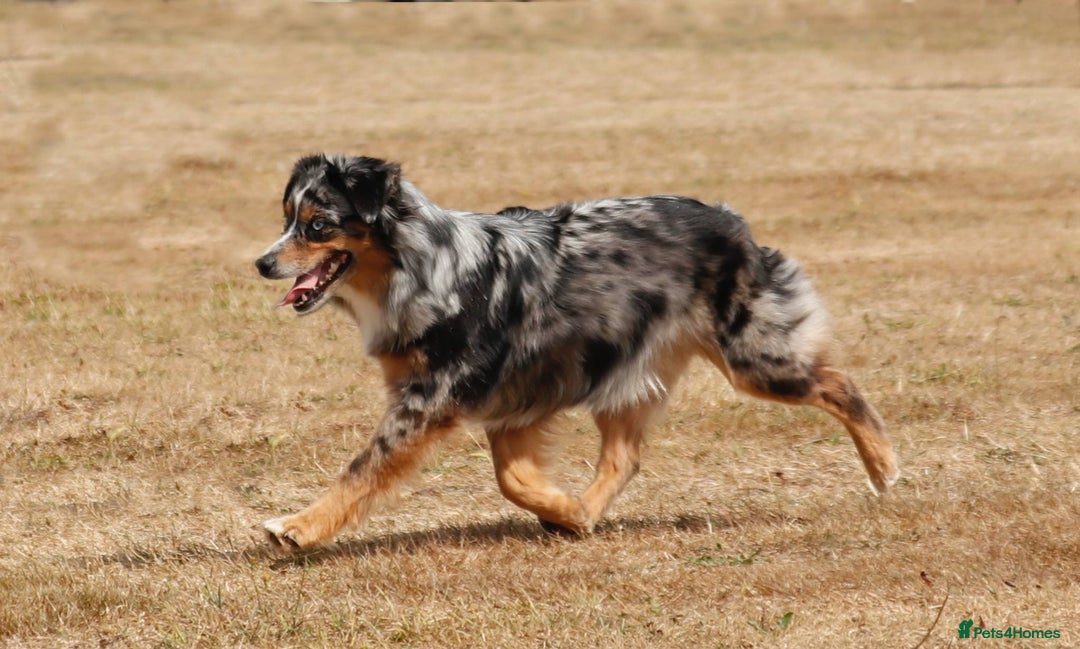 Miniature American Shepherd dogs for sale: Miniature American Shepherds  - Image 2