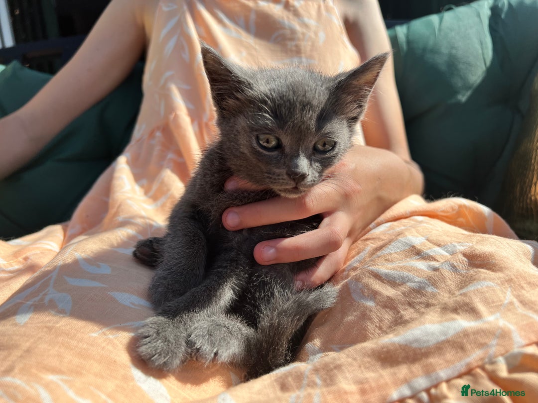British Shorthair cats for sale: British short hair Mix - Image 10
