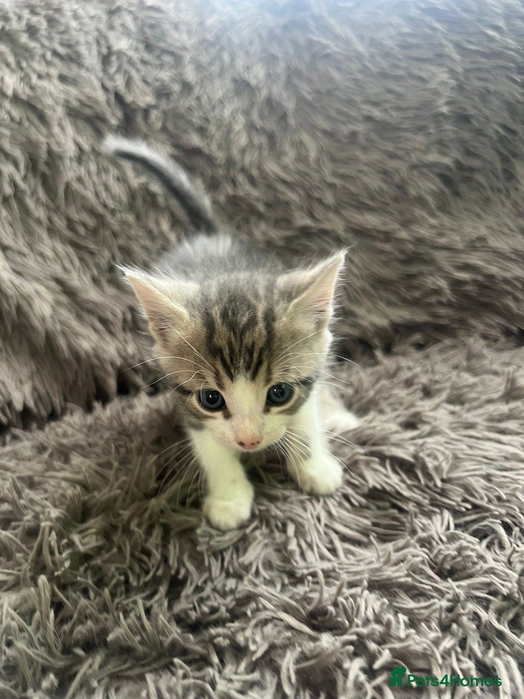 Bengal cats for sale: RUSSIAN BLUE BENGLES - Image 4