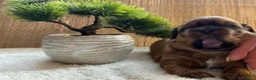 Shih Tzu dogs for sale: 🐾 Beautiful Shih Tzu Puppies Available 🐾 - Advert 13