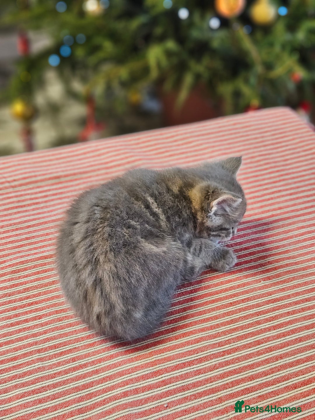 Maine Coon cats for sale: Adorable Maine Coon cross litter for sale - Advert 3