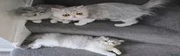 Persian cats for sale: Persian Kittens – Bi-Color - Thick Fur Punch Face - Advert 12