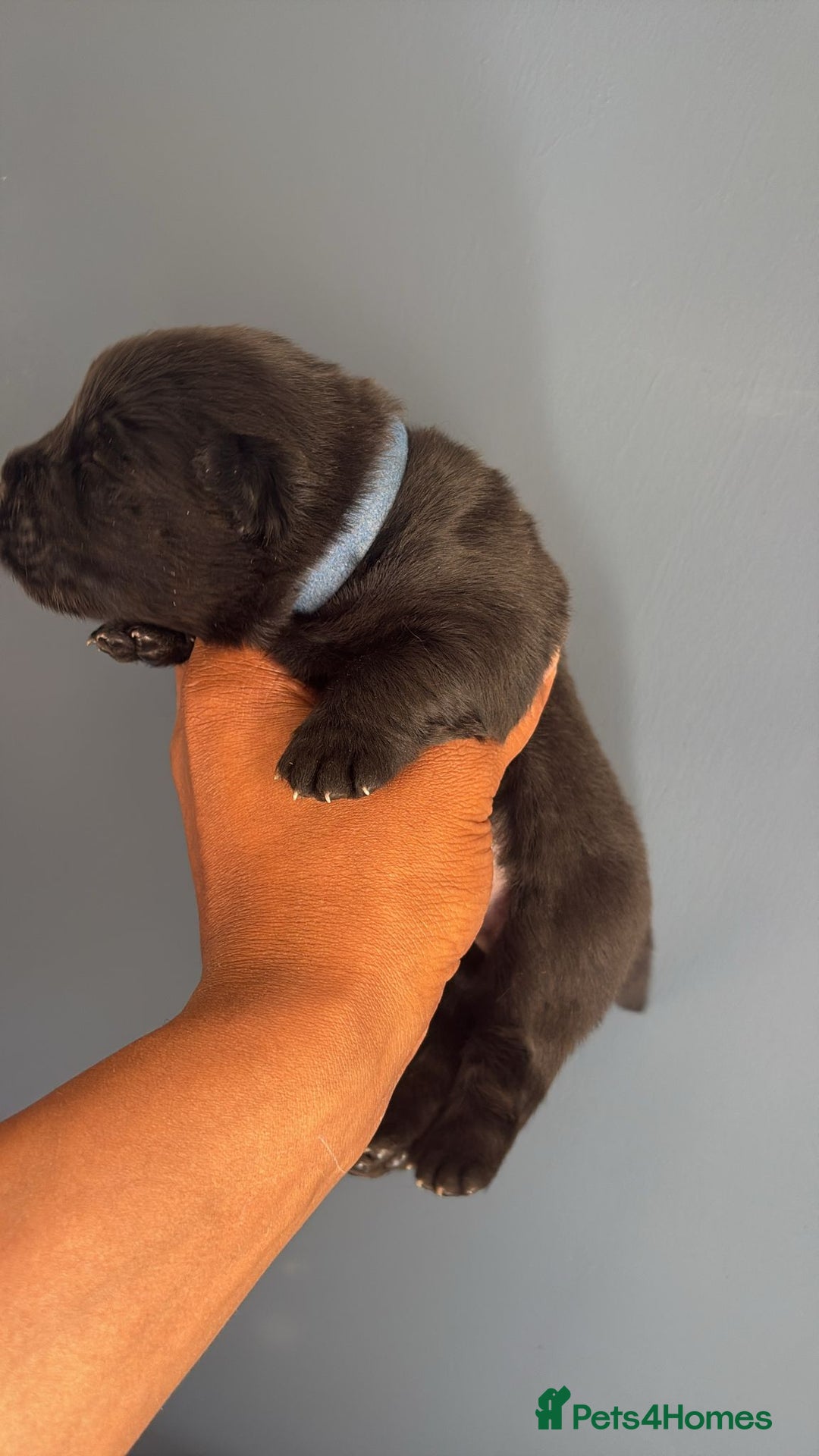 Chow Chow dogs for sale: Beautiful Chow Chow puppies  - Image 25