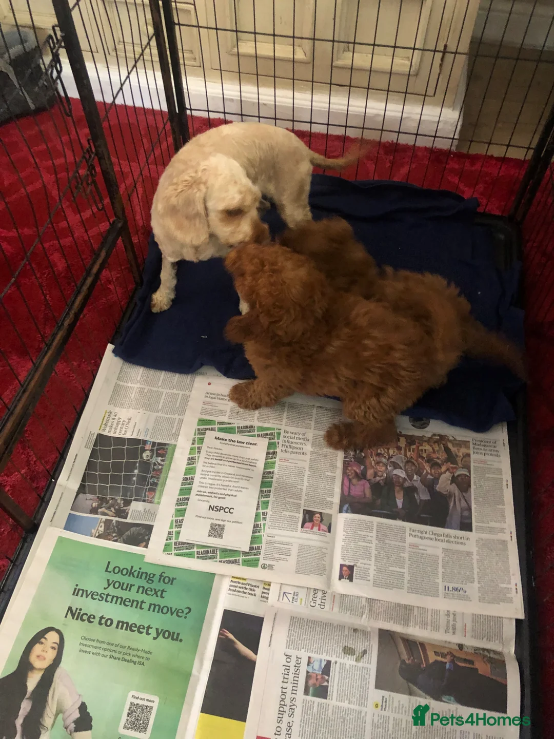 Cockapoo dogs for sale: Cockapoo puppies for sale  - Advert 14