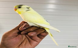 Budgerigars birds for sale: Beautiful baby budgies for sale. - Image 2