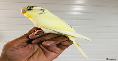 Budgerigars birds - Advert 1