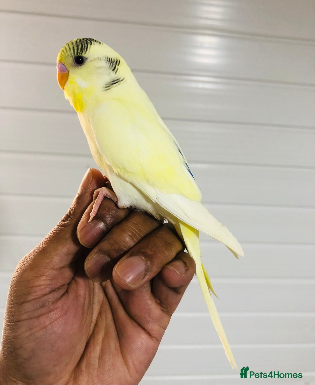 Budgerigars birds for sale: Beautiful baby budgies for sale. - Image 2