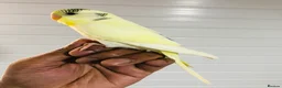 Budgerigars birds for sale: Beautiful baby budgies for sale. - Advert 6