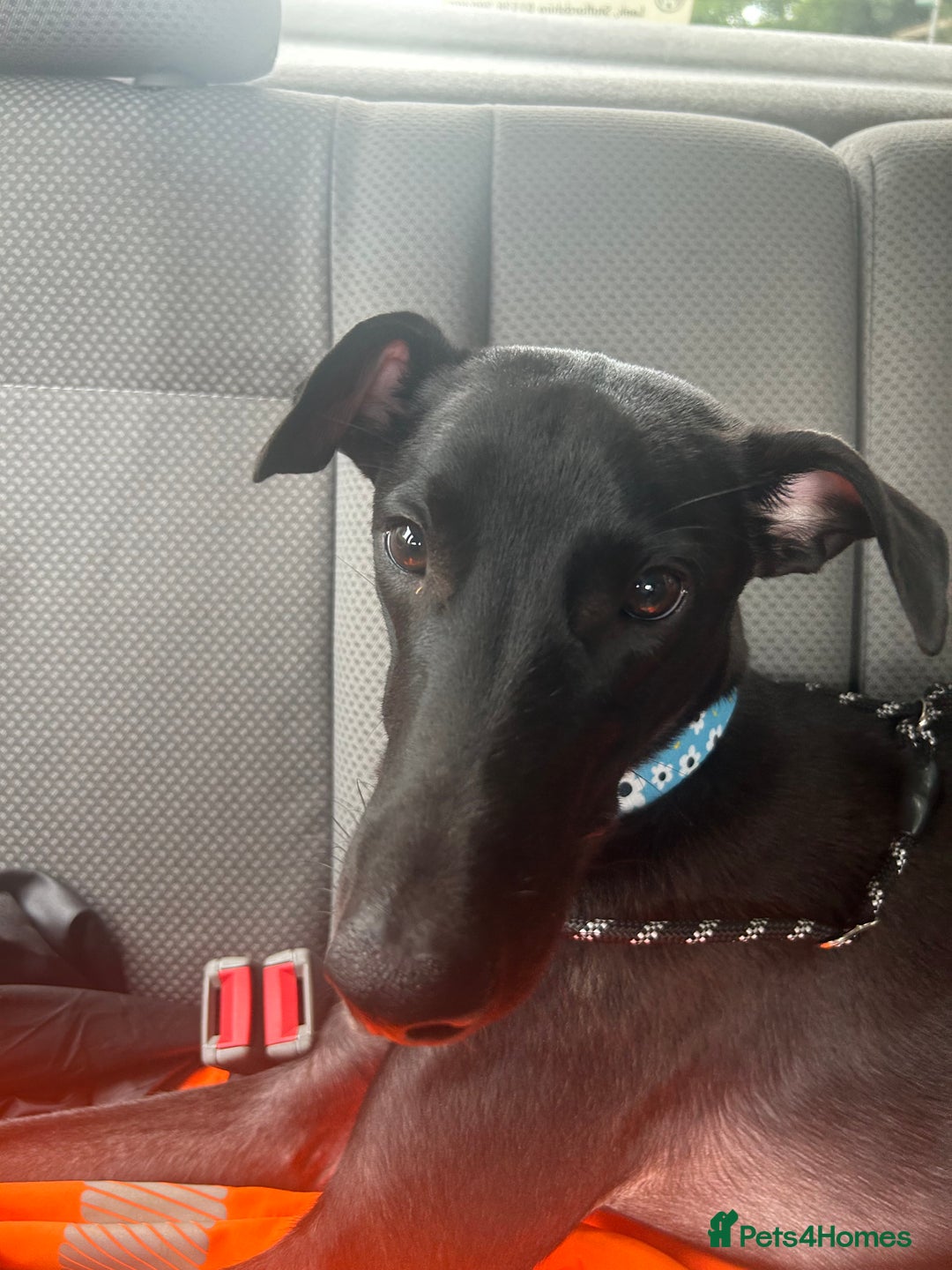 Lurcher dogs for sale: Male lurcher for sale  - Image 4