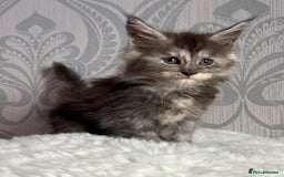 Maine Coon cats for sale: Stunning pedigree mc kitten girl - Image 8