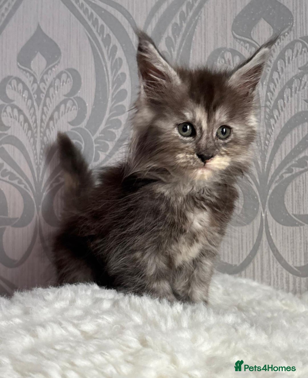 Maine Coon cats for sale: Stunning pedigree mc kitten girl - Image 8