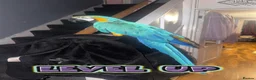 Macaws birds for sale: Stunning talking tame macaw for sale  - Advert 1