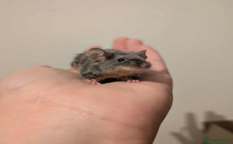 Mouse rodents - Advert 1