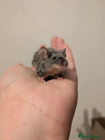 Mouse rodents - Advert 11