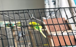 Budgerigars birds for sale: 4 Beautiful Budgies 2 Males 2 Females - Image 15