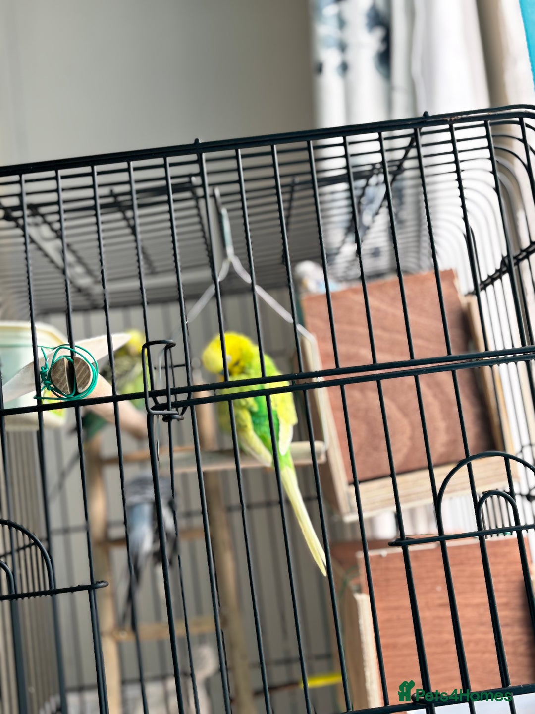 Budgerigars birds for sale: 4 Beautiful Budgies 2 Males 2 Females - Image 15