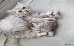 Persian cats for sale: Persian Chinchilla  - Image 1