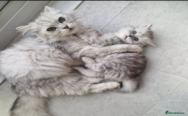 Persian cats - Advert 1