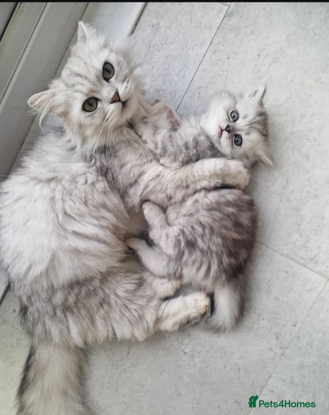 Persian cats for sale: Persian Chinchilla  - Image 1