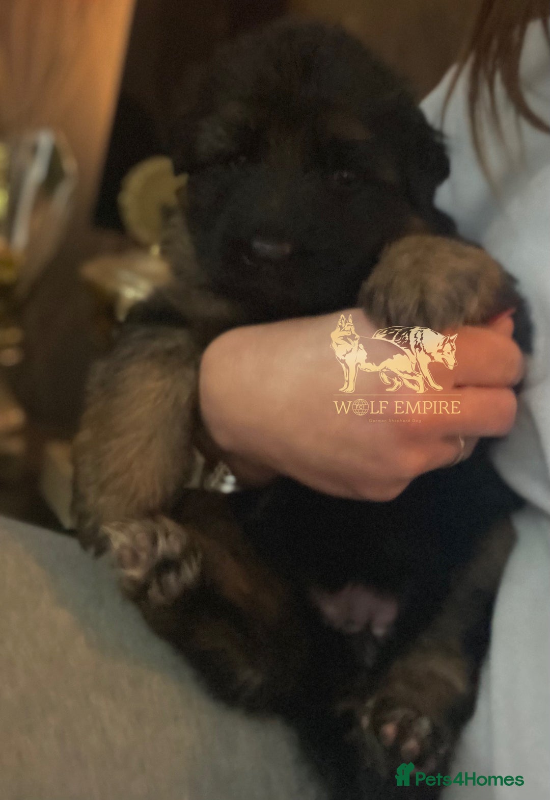 German Shepherd dogs for sale: ⭐️BEAUTIFUL GSD PUPPIES⭐️ - Advert 7