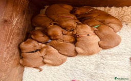 Labrador Retriever dogs for sale: Very dark Fox Red Labrador puppies - Image 5