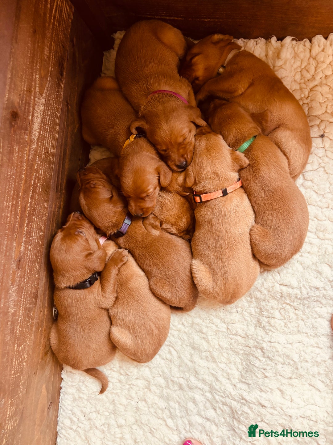 Labrador Retriever dogs for sale: Very dark Fox Red Labrador puppies - Image 5