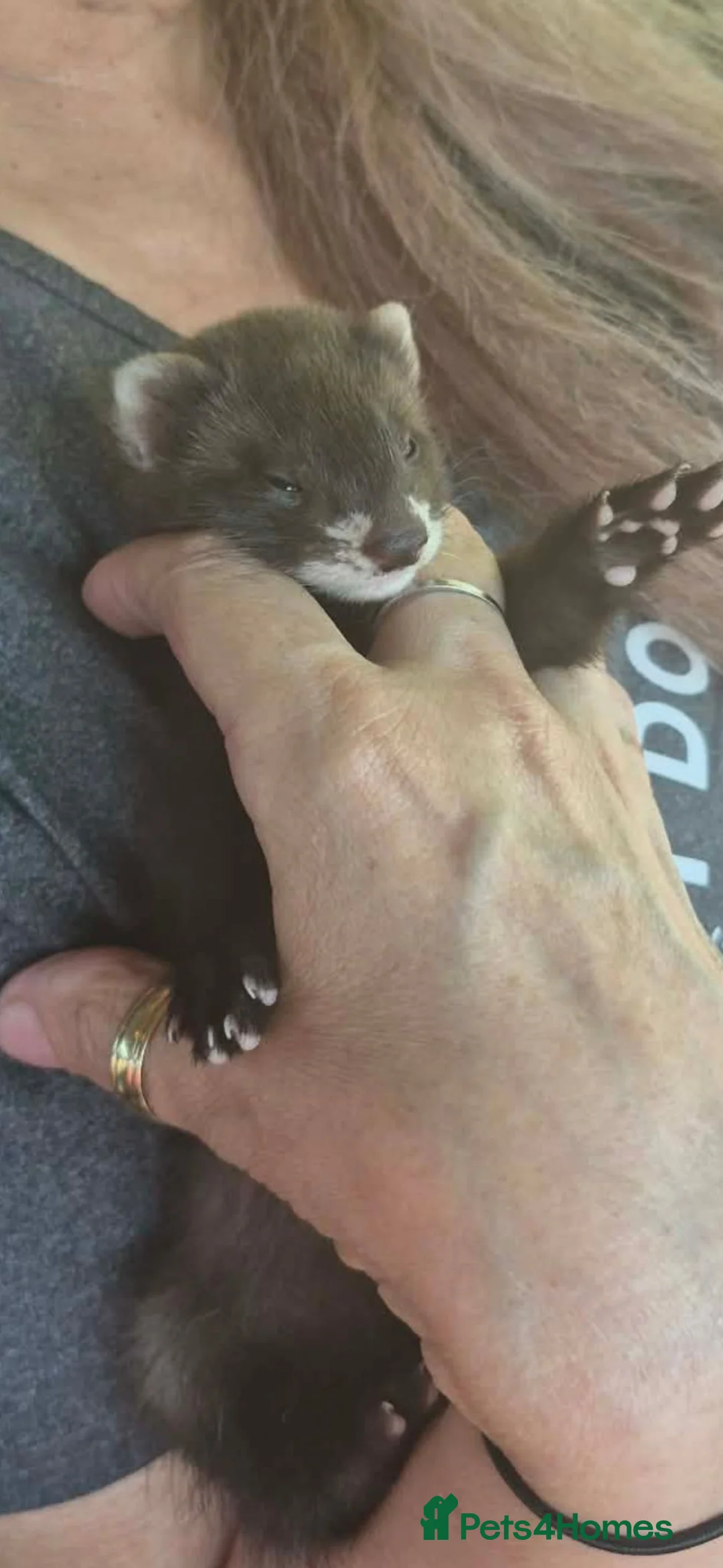 Ferret rodents for sale: Baby ferret  - Advert 2