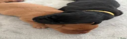 Labrador Retriever dogs for sale: KC reg Labrador puppies: 1 Fox Red, 1 black  in Northwich - Advert 1