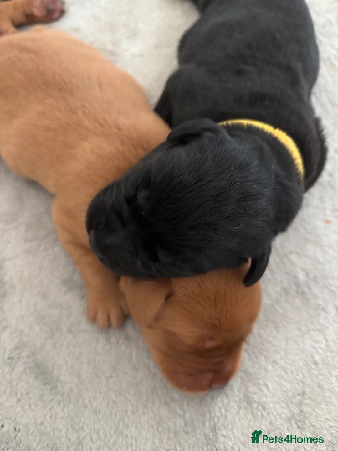 Labrador Retriever dogs for sale: KC reg Labrador puppies: 1 Fox Red, 1 black  in Northwich - Advert 1