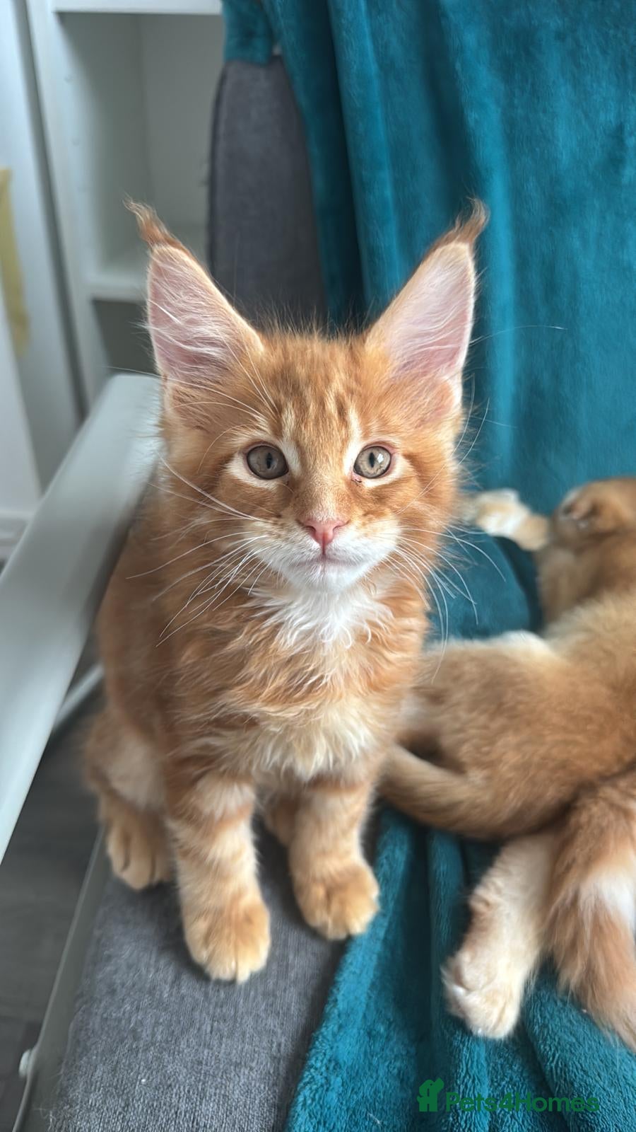 Maine Coon cats Pure breed XXL Maine Coon kittens  - Advert 12