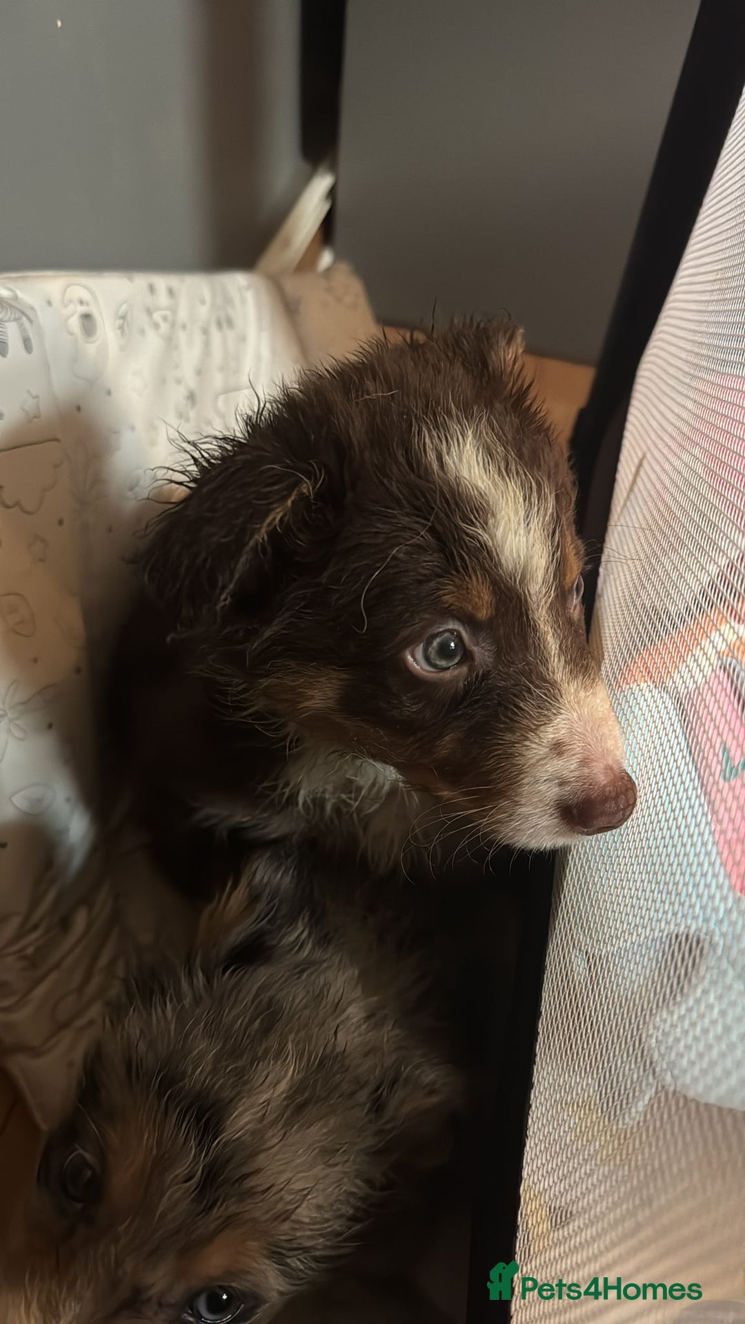 Border Collie dogs for sale: REDUCED BORDER COLLIE PUP  - Advert 8