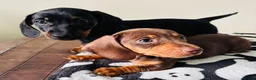 Miniature Dachshund dogs for sale: Miniature Dachshund  in Dungannon - Advert 6