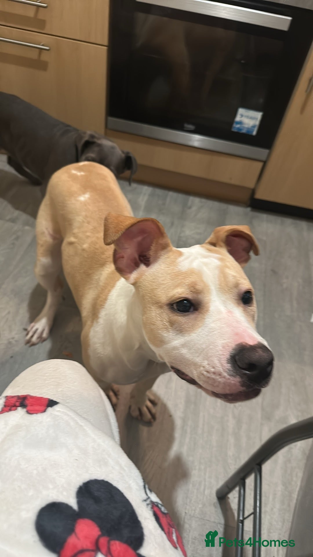 Mixed Breed dogs for sale: For sale American bulldog X staffy - Advert 2