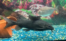Cichlids fish for sale: Fishes for sale  - Image 8