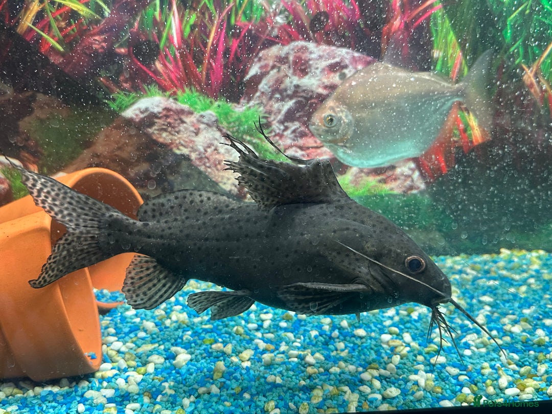 Cichlids fish for sale: Fishes for sale  - Image 8