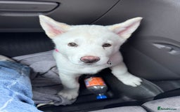 Akita dogs for sale: *Ready* Beautiful white American Akita puppies in Wolverhampton - Image 38