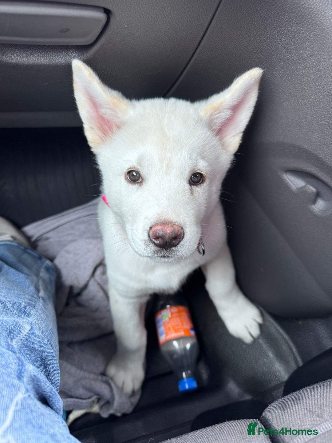 Akita dogs for sale: *Ready* Beautiful white American Akita puppies in Wolverhampton - Image 38